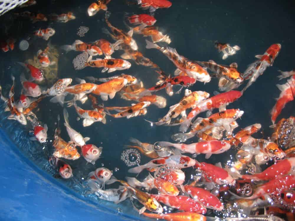 Koi Pond Design and Construction image