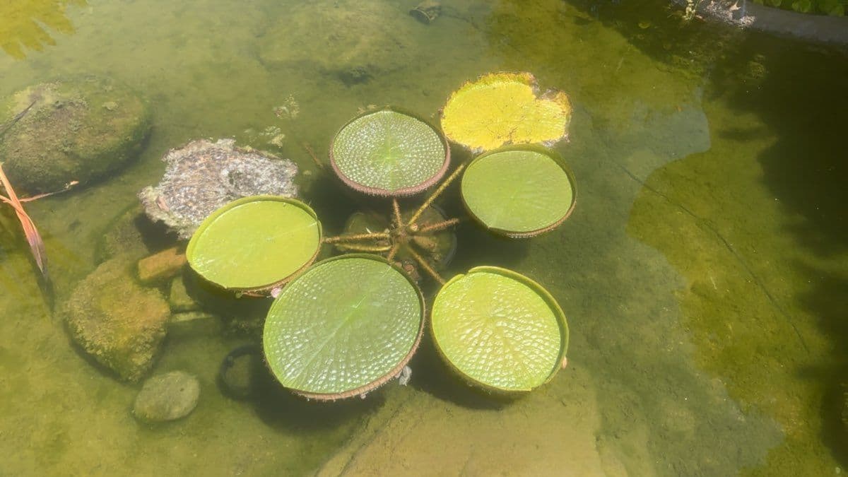 Gallery photos for Captivating Victoria Water Lily Journey: Image #1