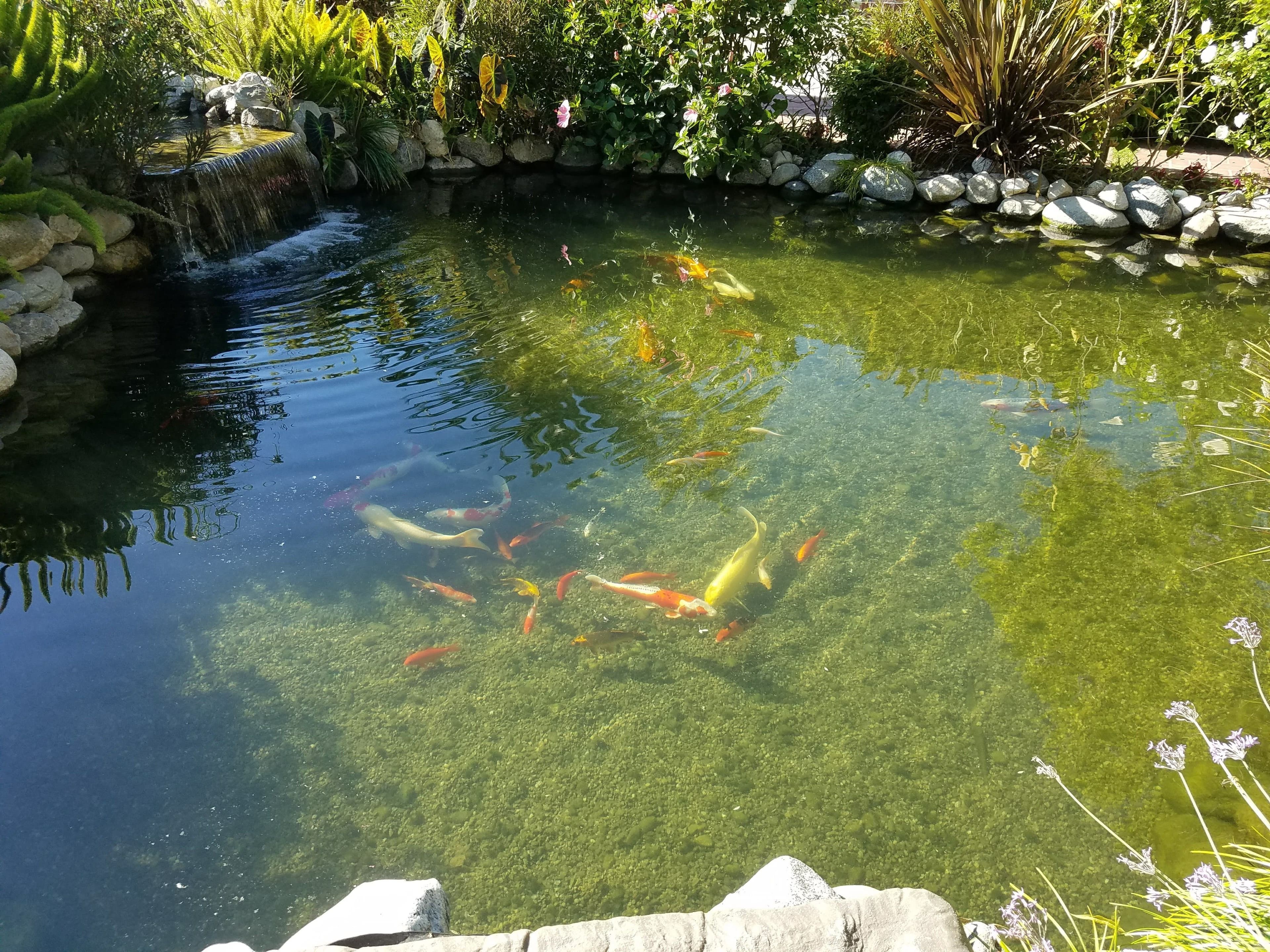 Vibrant koi fish swimming in a tranquil garden pond surrounded by lush plants.
