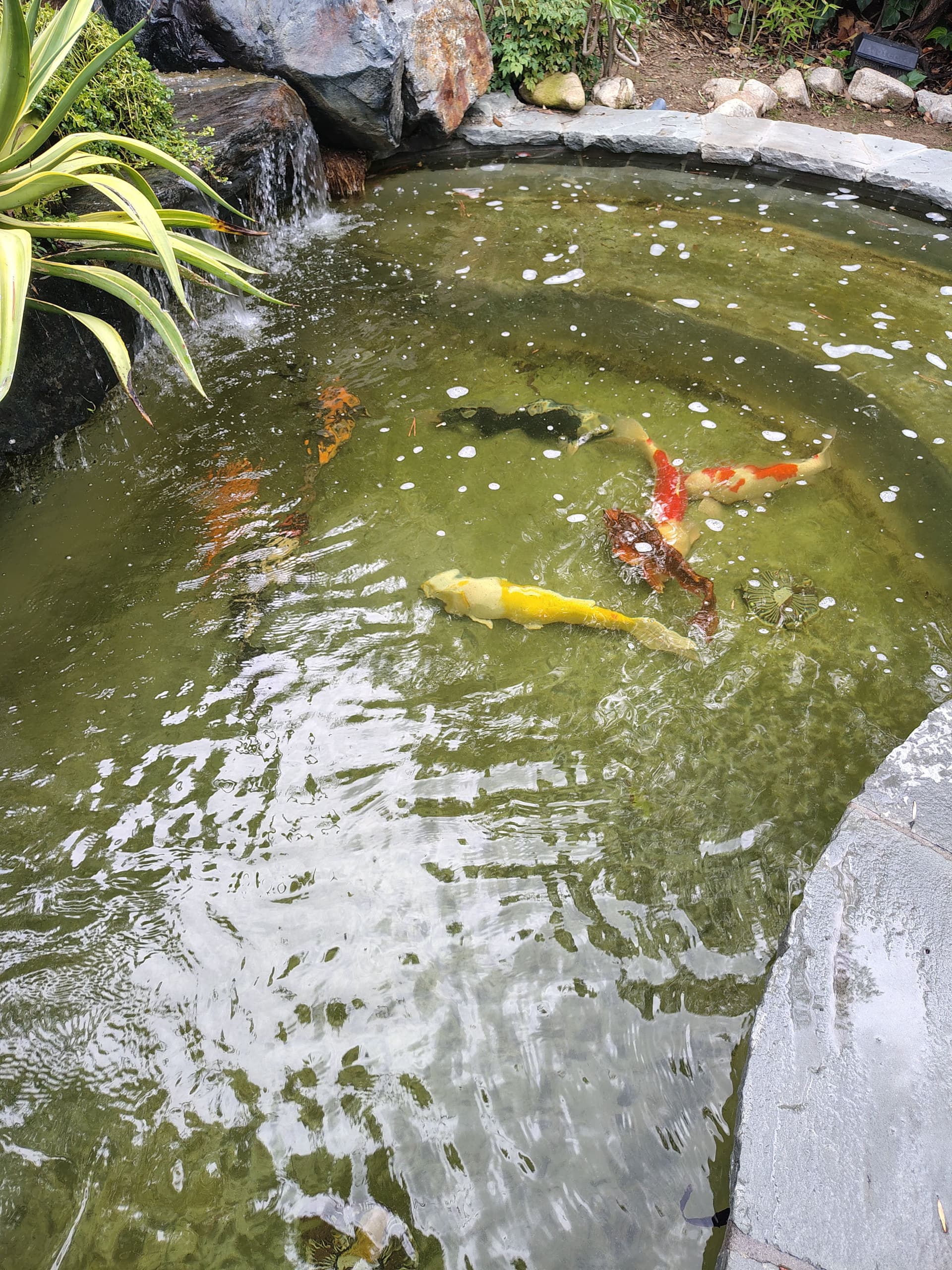 Gallery photos for Successful Koi Rescue and Relocation at Pacific Pond and Aquarium: Image #1