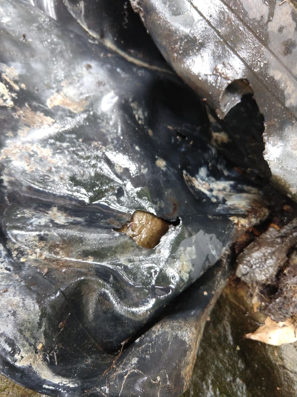 Close-up of wet black surface with a small brown object, indicating possible organic matter.