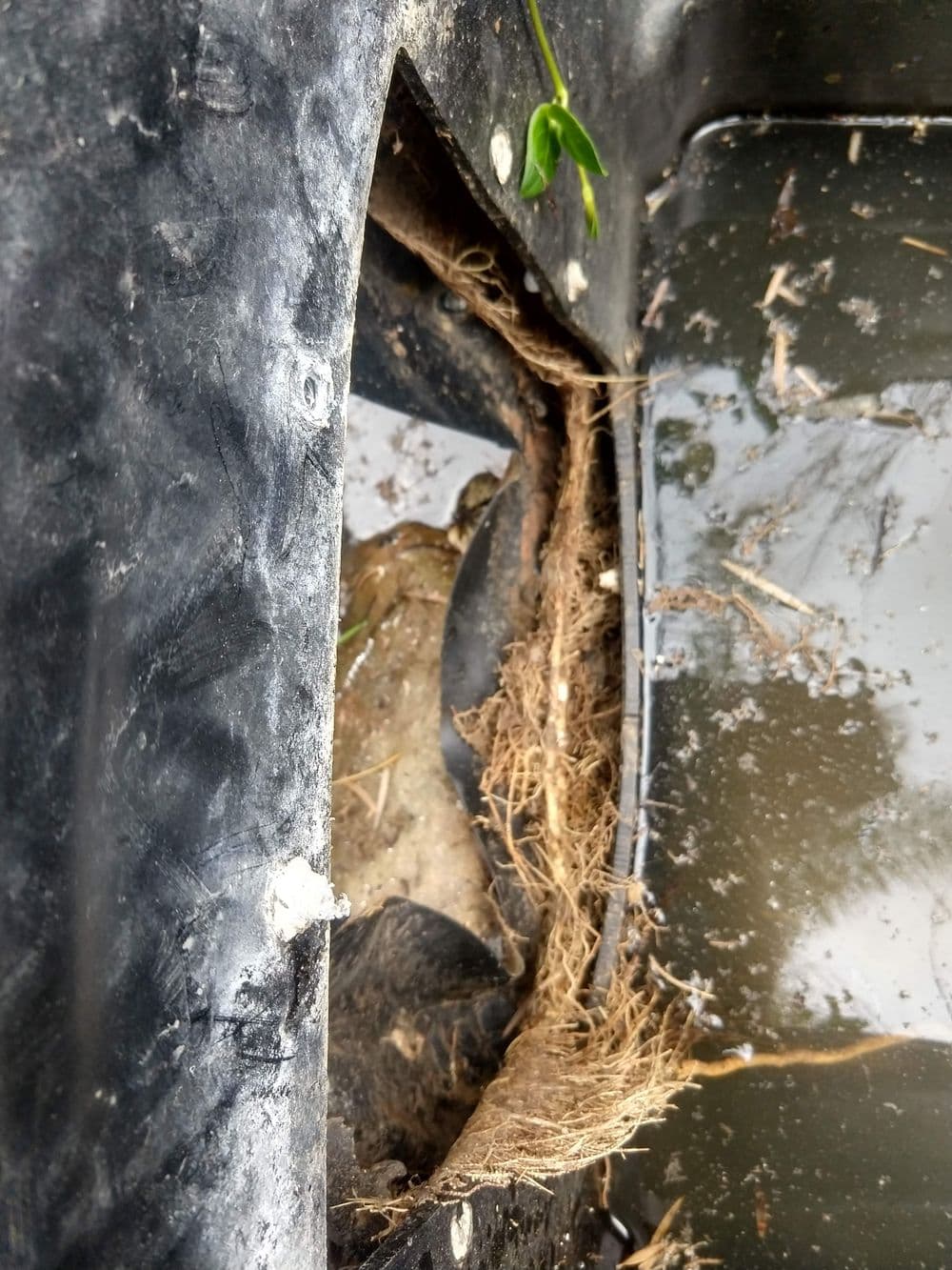 Visible damage in a black plastic container with roots and debris, showing signs of wear.