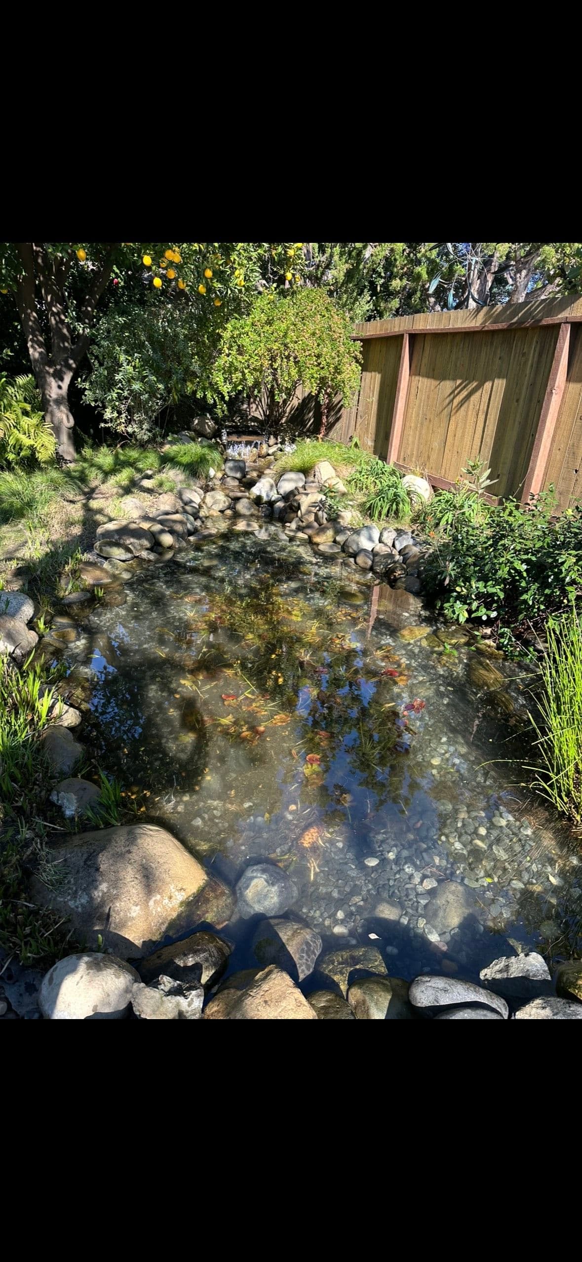 Gallery photos for Pond Restoration Magic in Your Backyard: Image #3