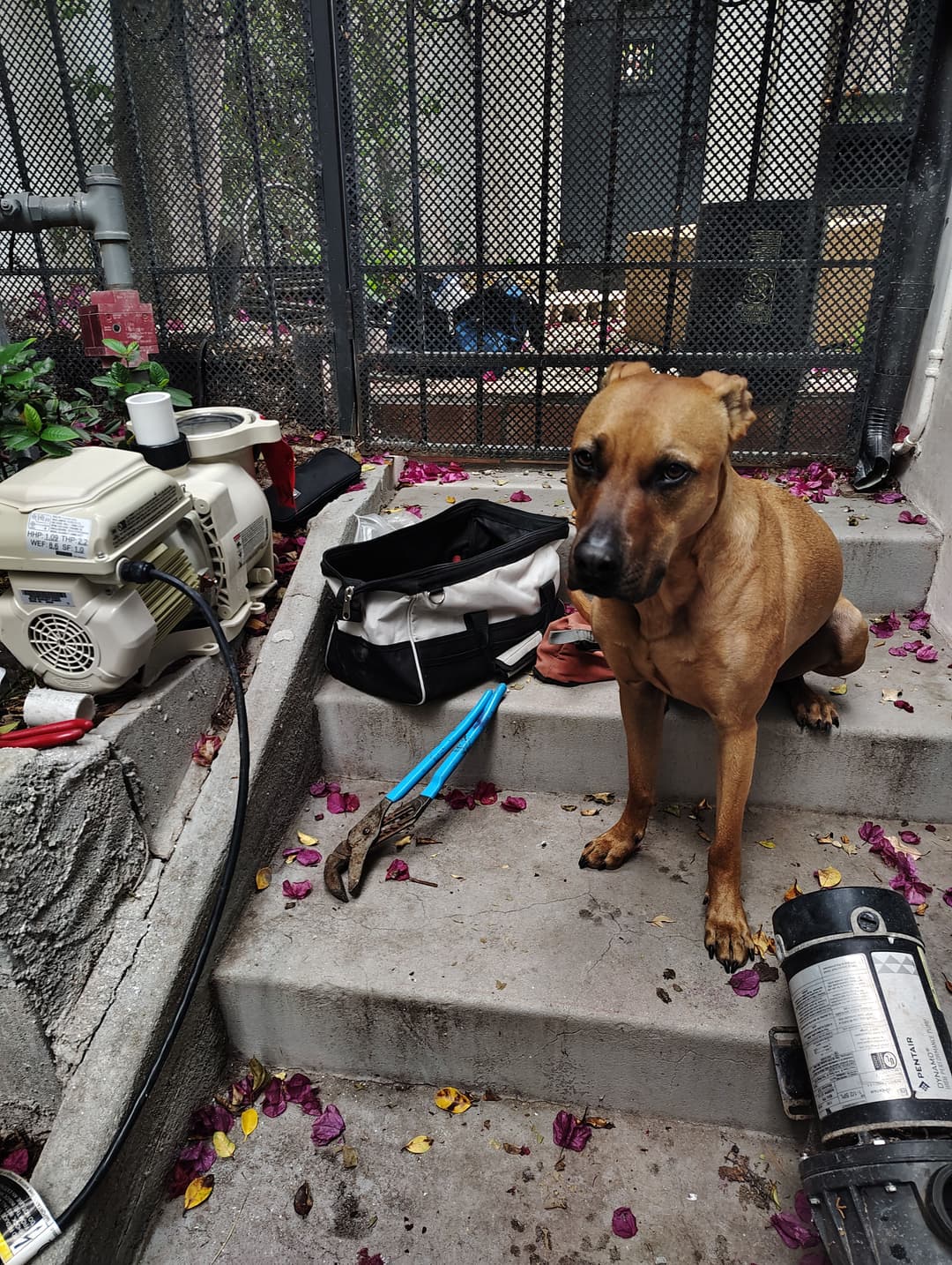 Brown dog sitting on steps beside tools and equipment in a messy outdoor setting.