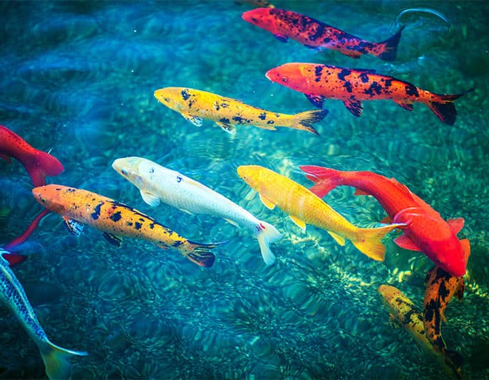 Why Choose Pacific Pond and Aquarium