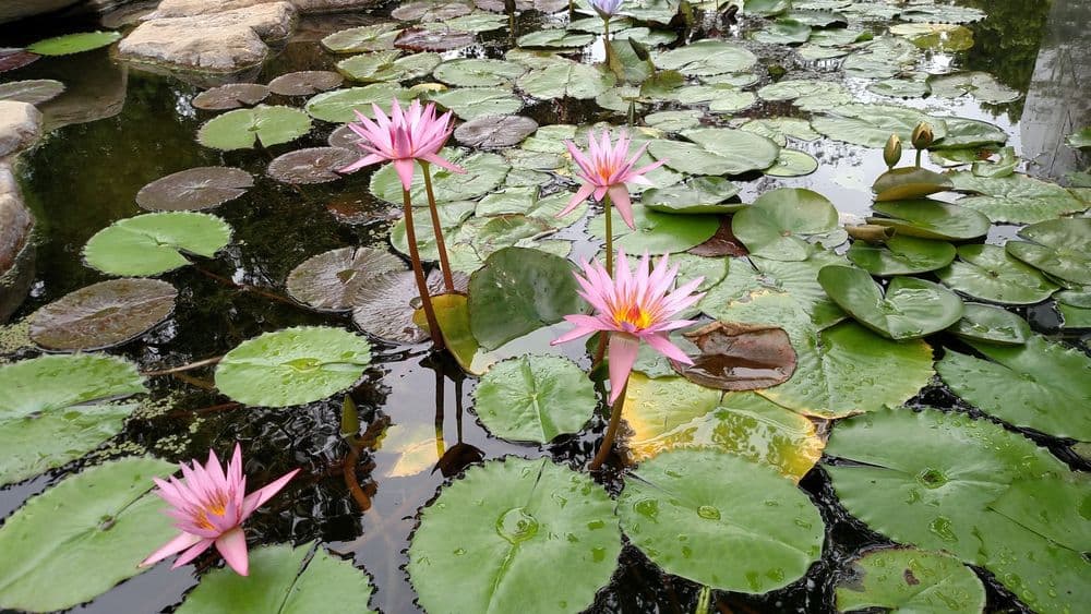 Beautiful koi pond with lush greenery