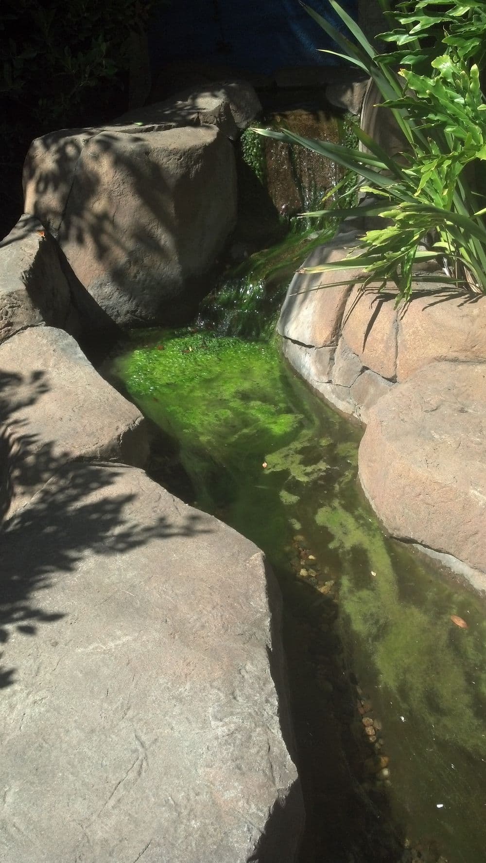 Tranquil stream with clear green water flowing between large rocks and lush greenery.