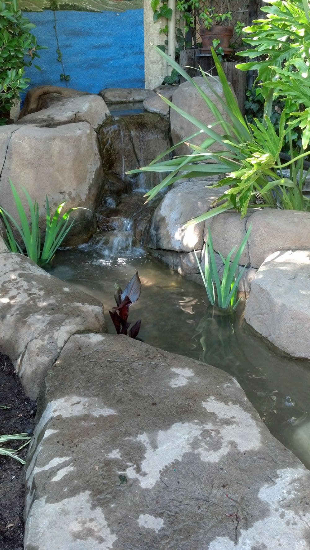 tranquil garden pond with rocks, water feature, and lush green plants in a serene setting