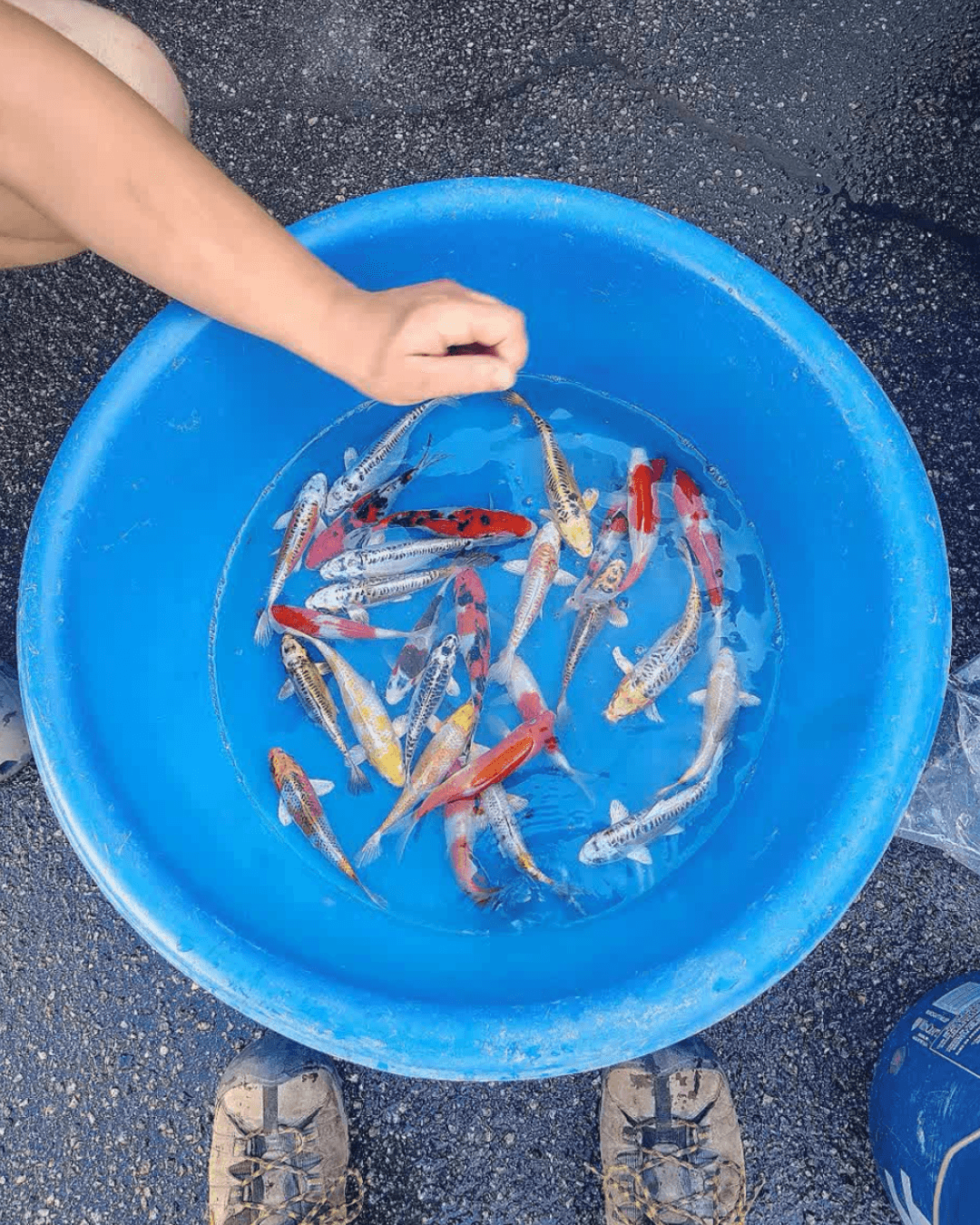 Fresh Premium Koi and Shubunkin Just Arrived - Ready for Pickup image