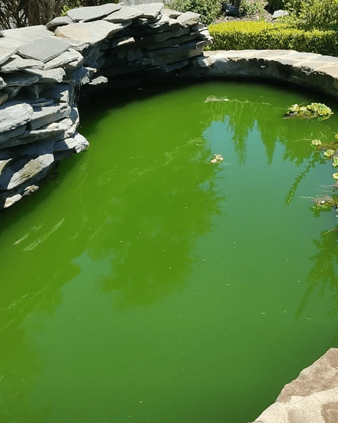 From Algae Bloom to Clear Water - Pond Filtration Upgrade image