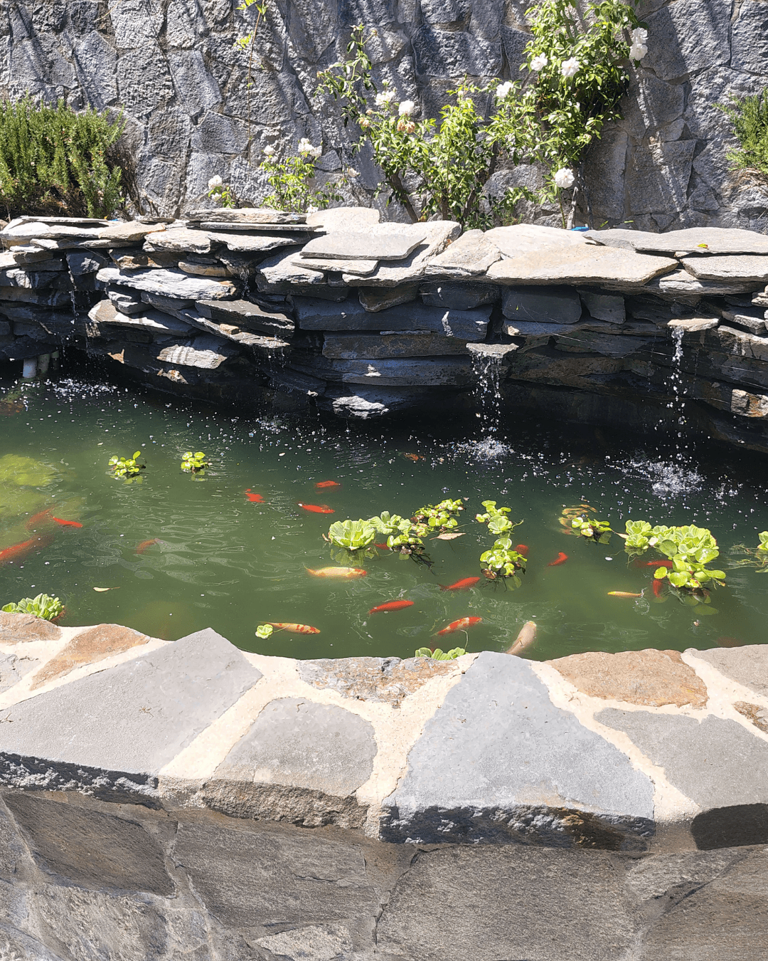 Gallery photos for From Algae Bloom to Clear Water - Pond Filtration Upgrade: Image #1