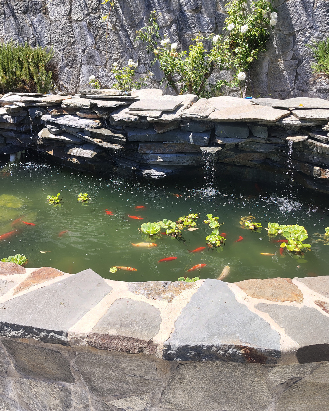 Gallery photos for From Algae Bloom to Clear Water - Pond Filtration Upgrade: Image #1 Gallery photos for From Algae Bloom to Clear Water - Pond Filtration Upgrade: Image #1