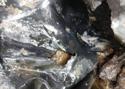 Close-up of wet black surface with a small brown object, indicating possible organic matter.