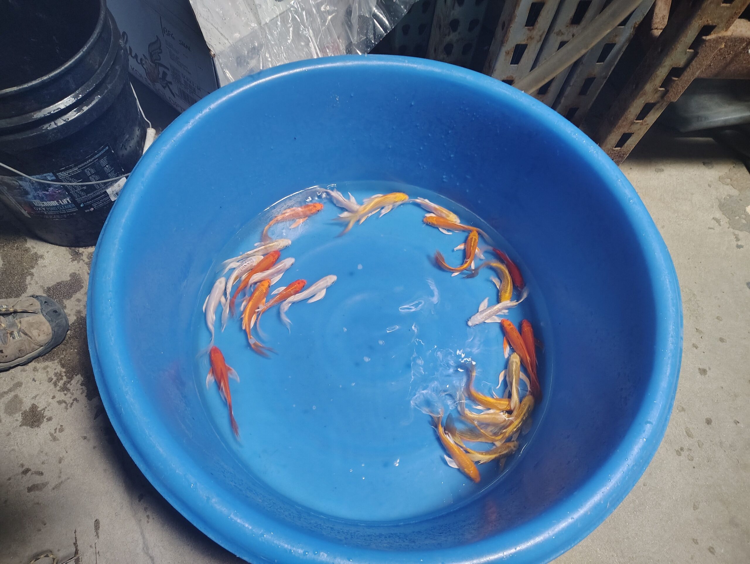 Gallery photos for Discover Our Stunning New Butterfly Koi Collection: Image #1 Gallery photos for Discover Our Stunning New Butterfly Koi Collection: Image #1