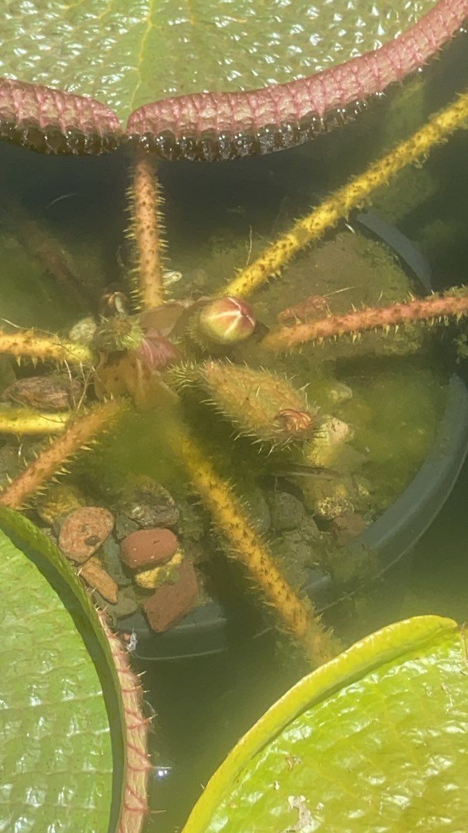 Captivating Victoria Water Lily Journey Captivating Victoria Water Lily Journey