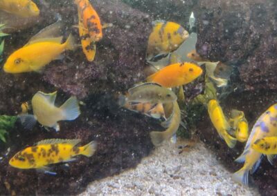 Expert Pump Repair for the Children's Hospital Aquarium in Hollywood