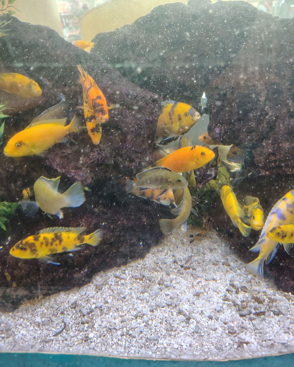 Expert Pump Repair for the Children's Hospital Aquarium in Hollywood