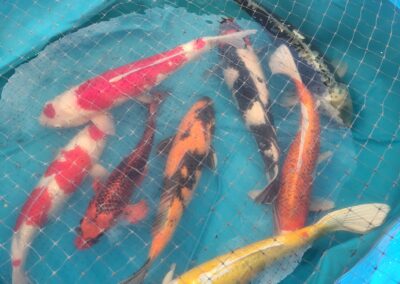 Project Successful Koi Rescue and Relocation at Pacific Pond and Aquarium image