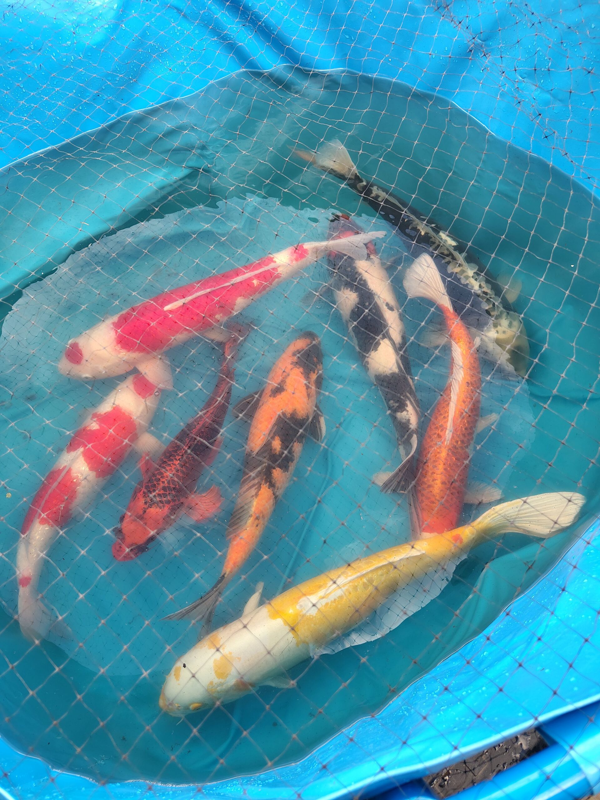 Successful Koi Rescue and Relocation at Pacific Pond and Aquarium Successful Koi Rescue and Relocation at Pacific Pond and Aquarium