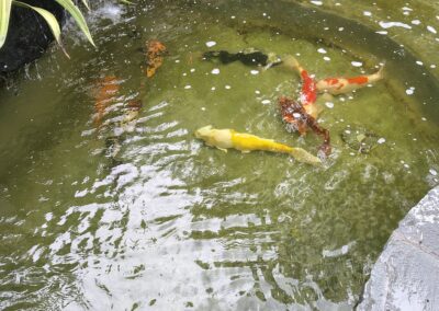 Gallery photos for Successful Koi Rescue and Relocation at Pacific Pond and Aquarium: Image #1