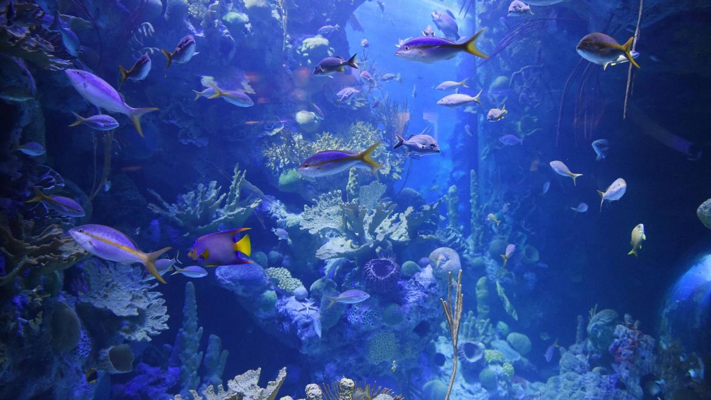 Aquarium service