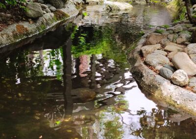 Project Pasadena Garden Revitalized with New 3 HP Pump Installation image