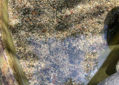 Project Annual Pond Cleaning Ensures Vibrant Water Features image