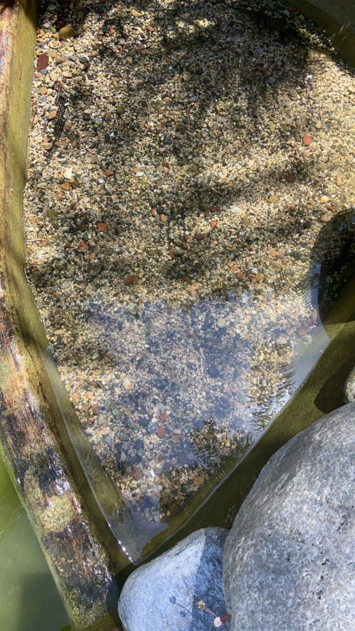 Annual Pond Cleaning Ensures Vibrant Water Features Annual Pond Cleaning Ensures Vibrant Water Features