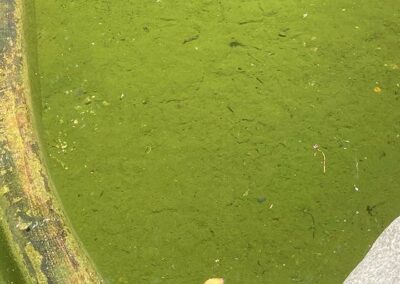 Gallery photos for Annual Pond Cleaning Ensures Vibrant Water Features: Image #1