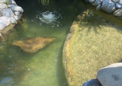Gallery photos for Annual Pond Cleaning Ensures Vibrant Water Features: Image #2