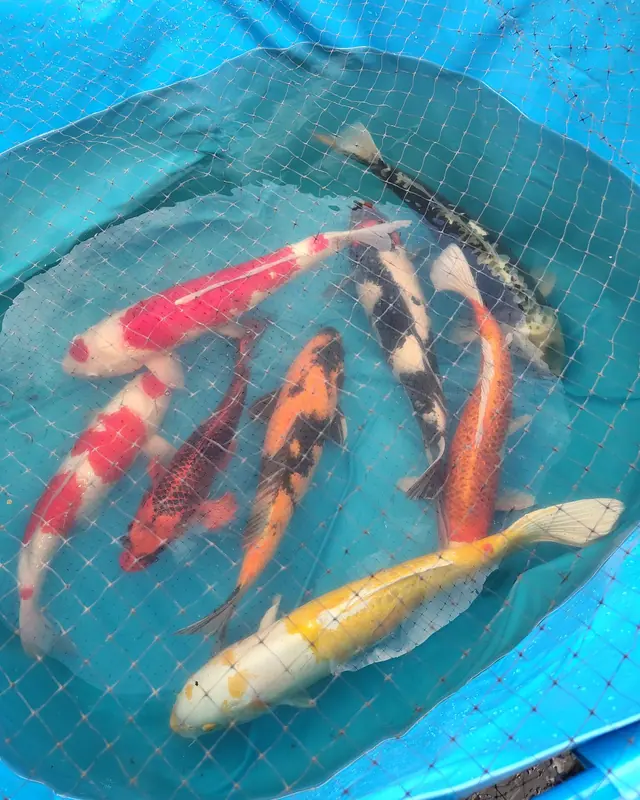 Koi Koi