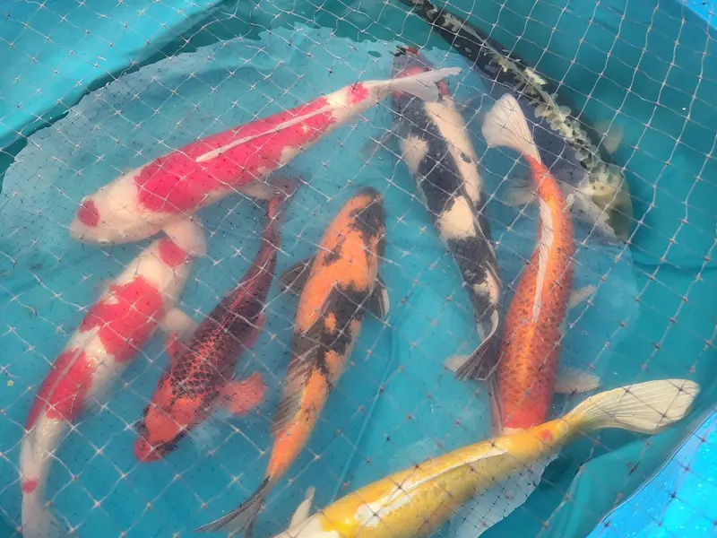 Koi during acclimation Koi during acclimation