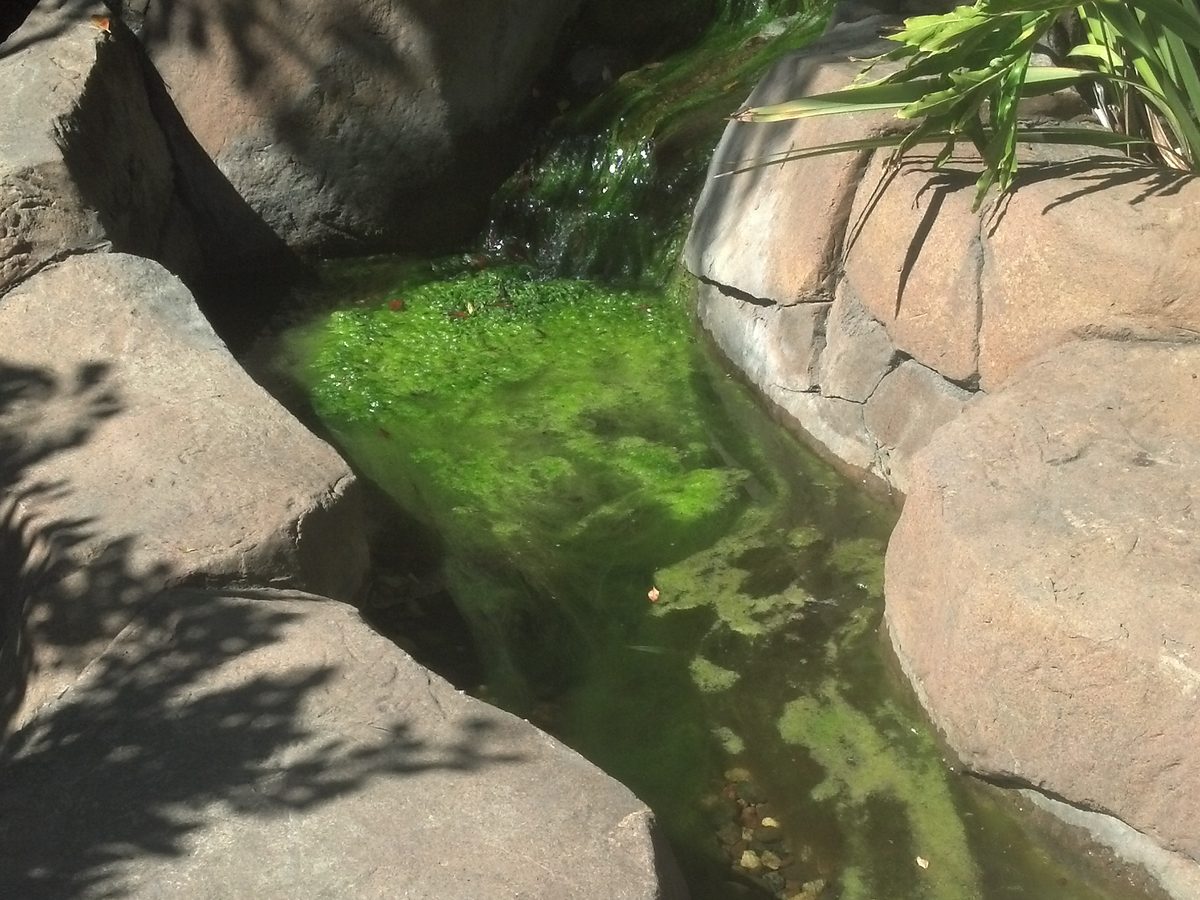Pond covered in green algae before a clean out