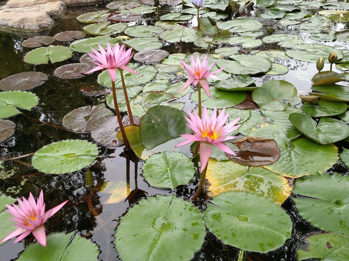 Water lilies in bloom on a maintained pond